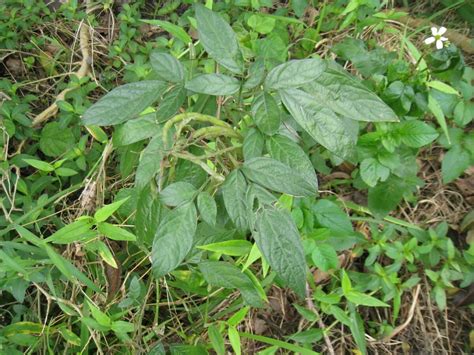 避邪植物|避邪草是什麼？常見6種「避邪植物」介紹，趨吉避凶。